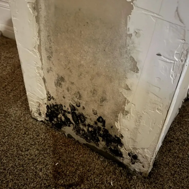 Professional Mold Removal in Tenino, WA